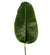 Planta Strelitzia ave del paraiso altura 180