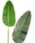 Planta Strelitzia ave del paraiso altura 180